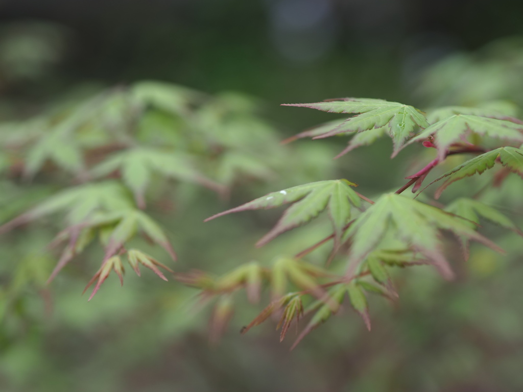 青紅葉の朝露