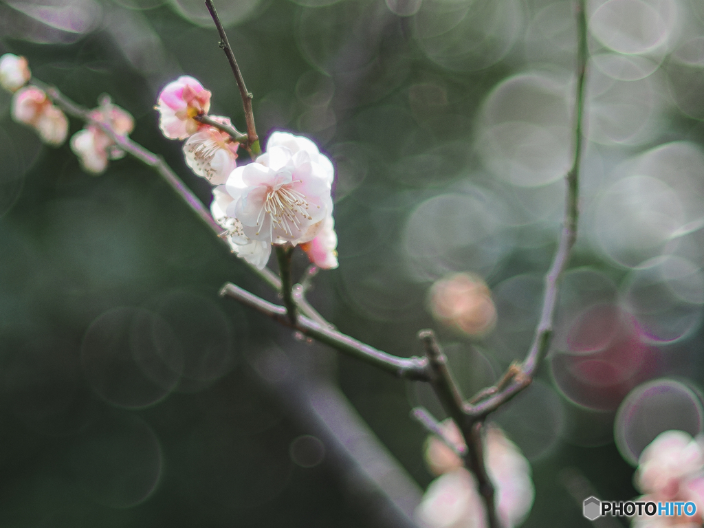 梅花