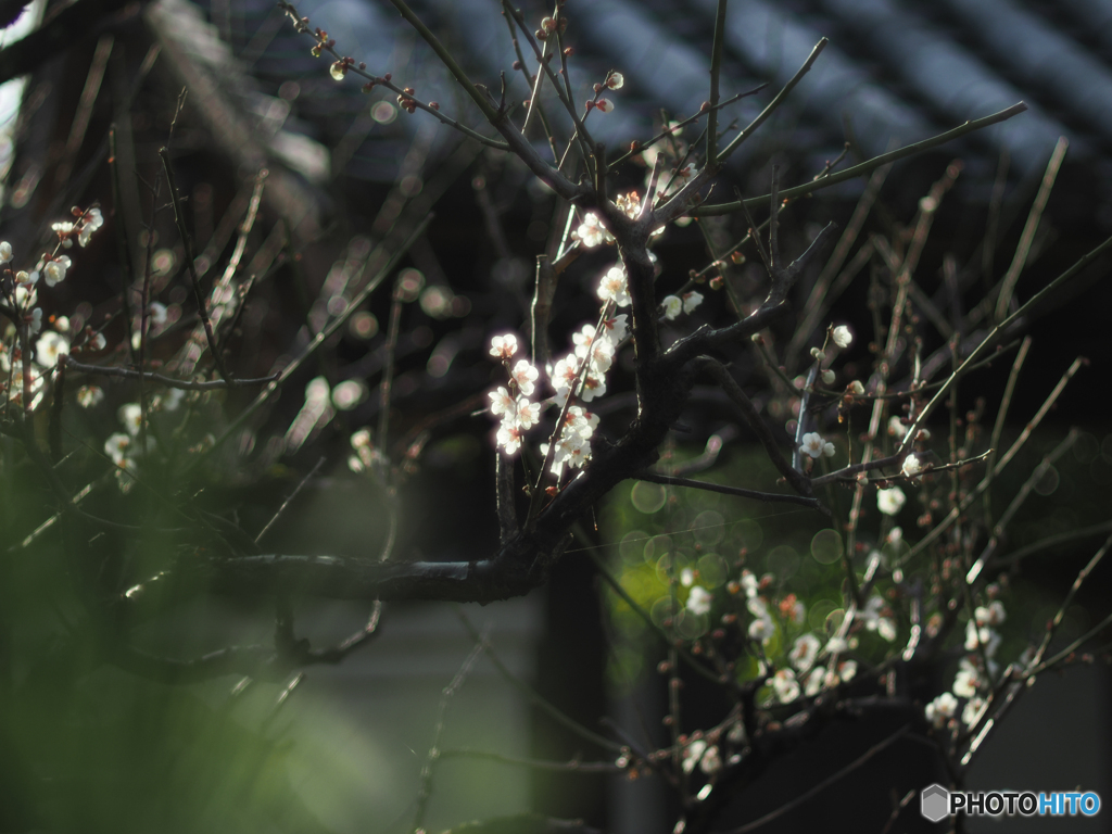 梅の花
