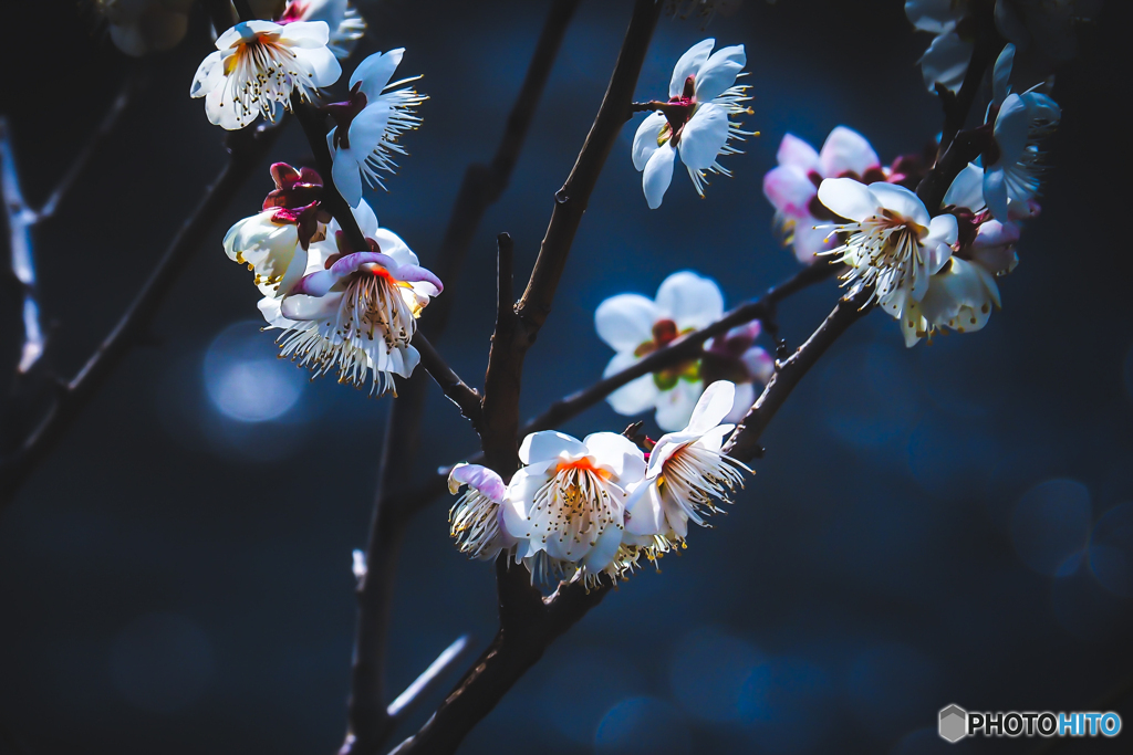 梅花