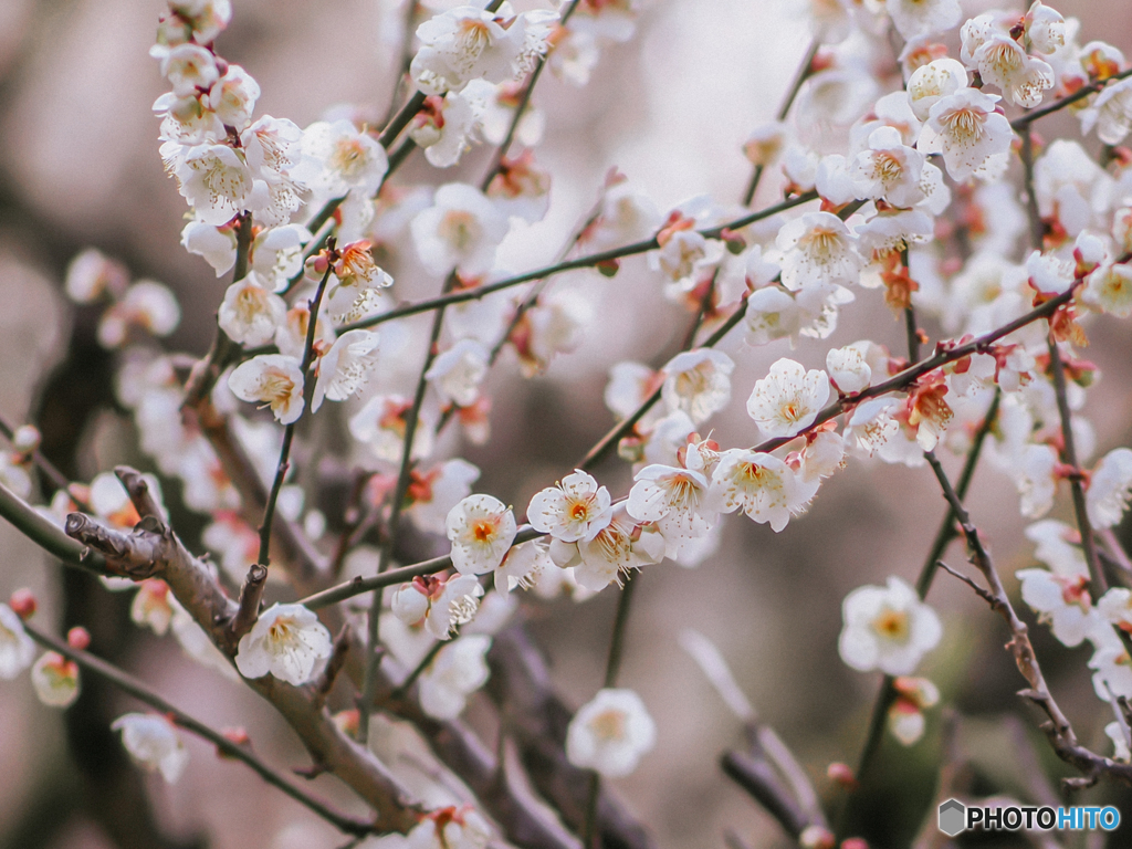 梅の花