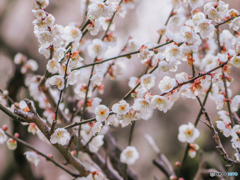 梅の花