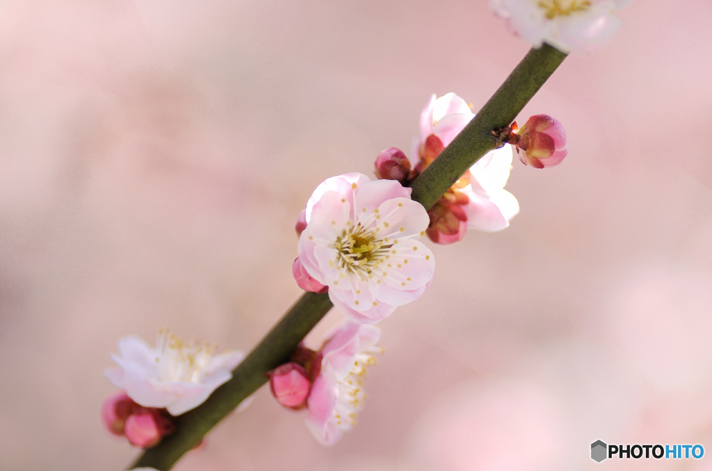 うめの花