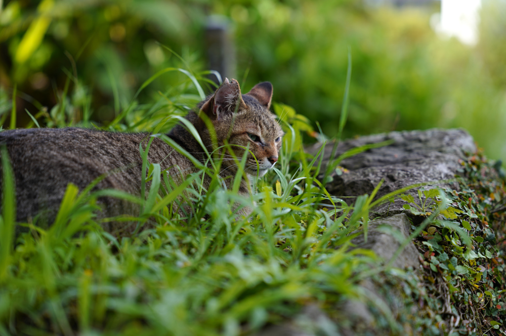 猫