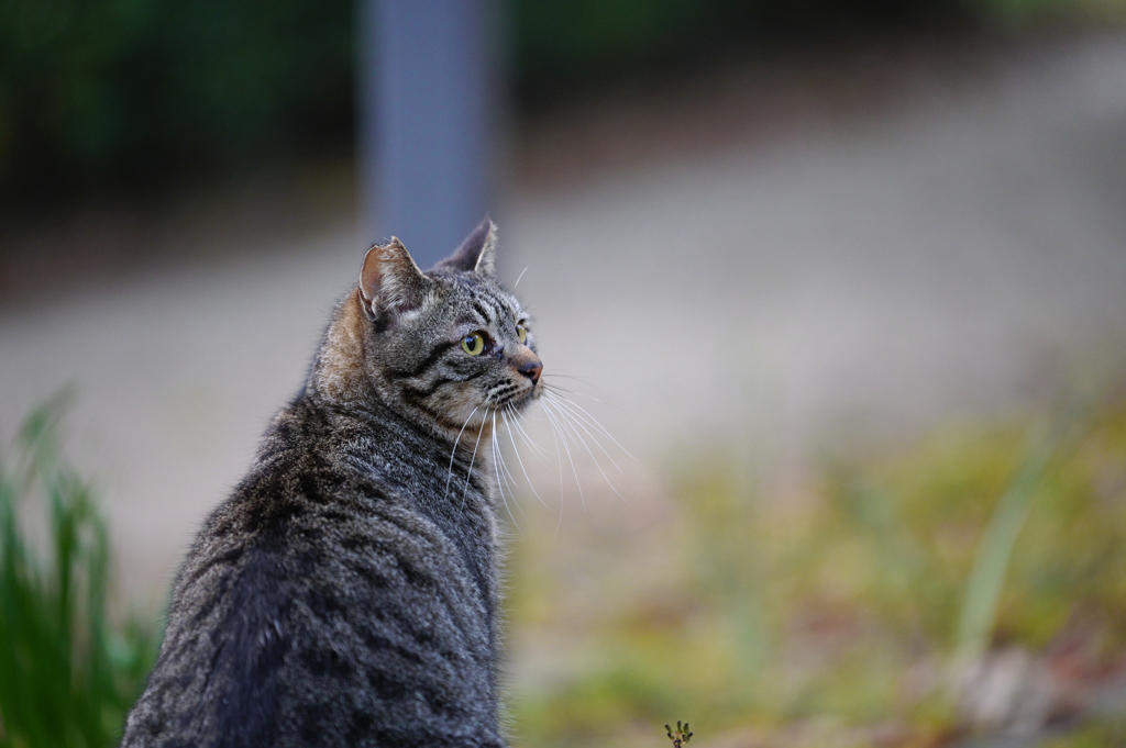 猫