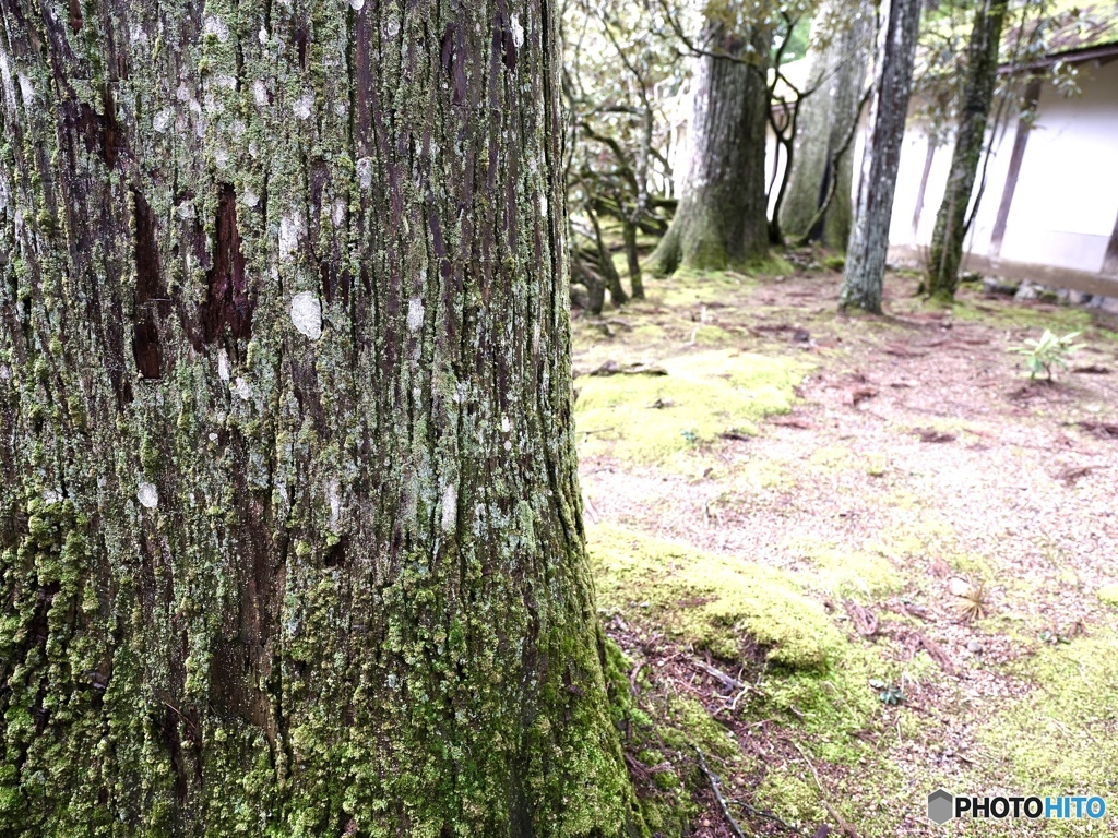 苔を見つめる〜金剛峯寺境内〜