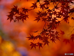 紅模様