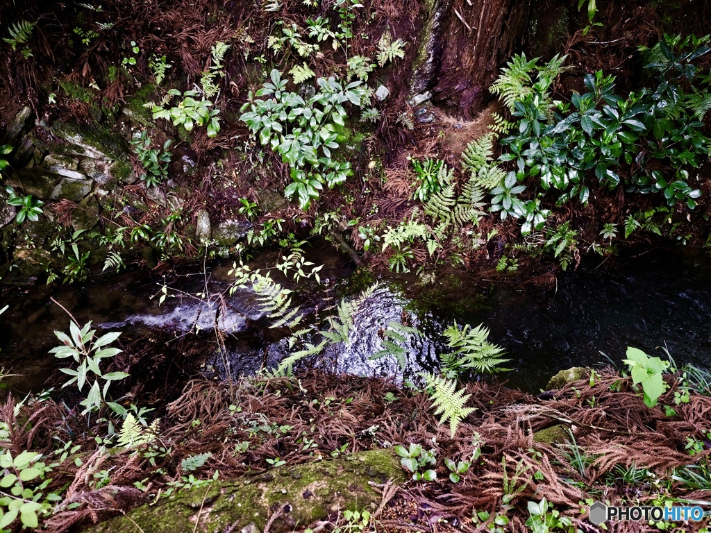 水辺の緑