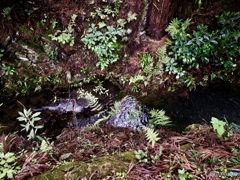 水辺の緑