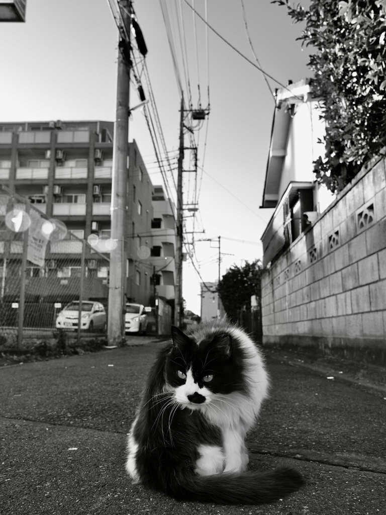 睨み