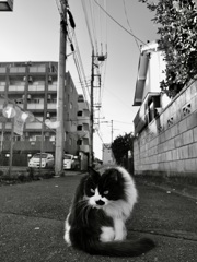 睨み