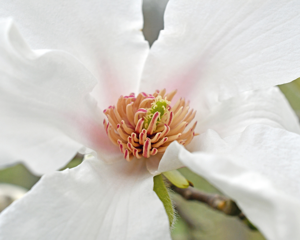 コブシの花