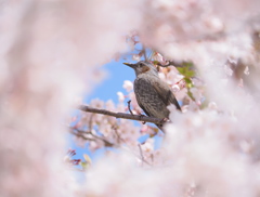 花と鳥