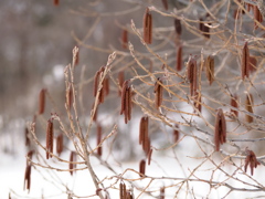 ハンノキの雄花