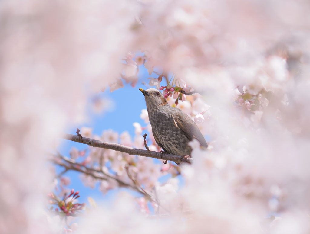 花と鳥