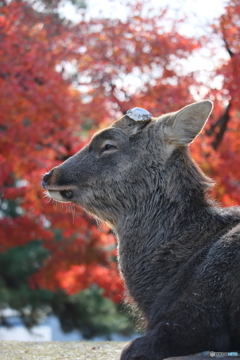 奈良公園のアイドル