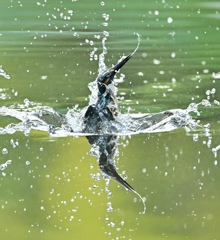 水面鏡