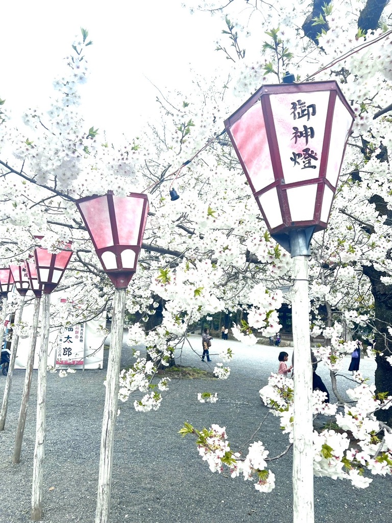三島大社の桜　1