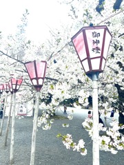 三島大社の桜　1