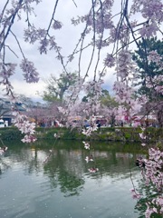 三島大社の桜　2