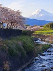 富士山と桜