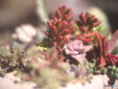 ころんとした多肉植物たち