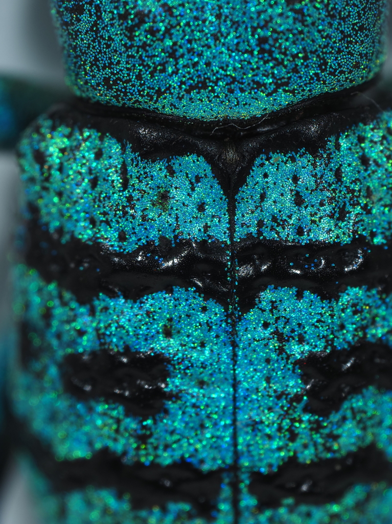 ホウセキゾウムシ