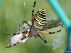 コガネグモの捕食姿