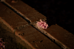 花びら