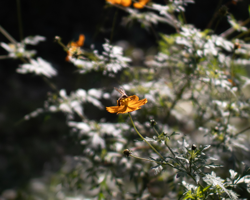 a Morning Bee 