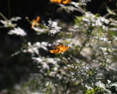 a Morning Bee 