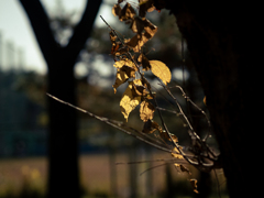 透けすけゴールド