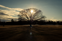 この木なんの木、気になる冬の木2025