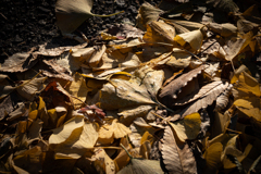 Old Yellow