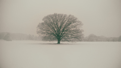 この木なんの木、気になる冬の木