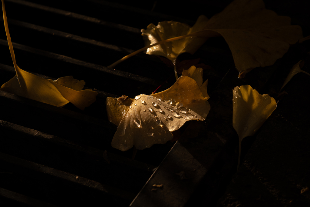 土に還るの大変そう・秋