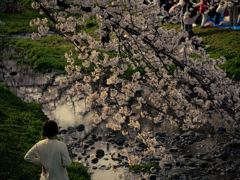 花見