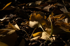 Young Yellow