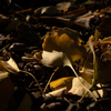 Young Yellow