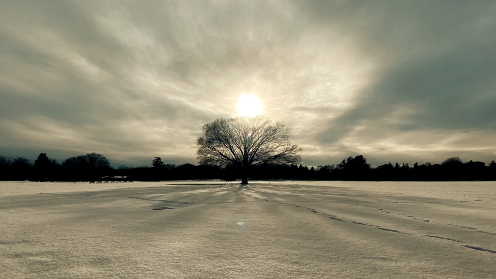 この木なんの木、気になる雪の木