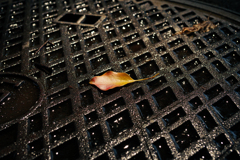 雨上がりの葉