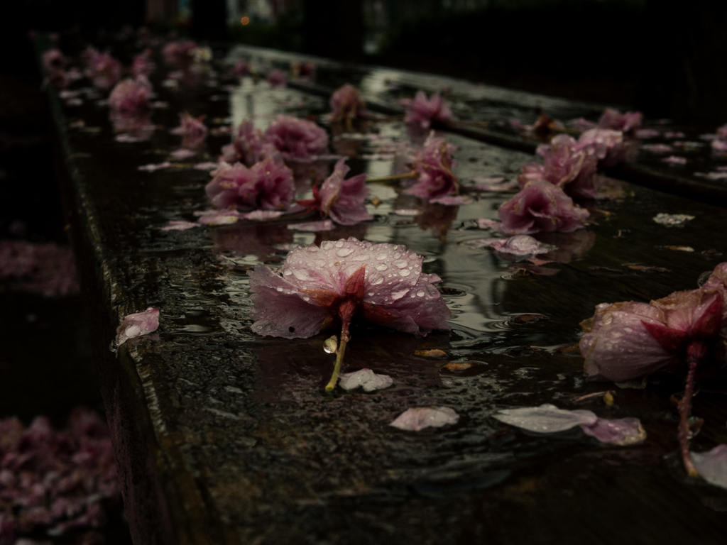 雨のベンチ