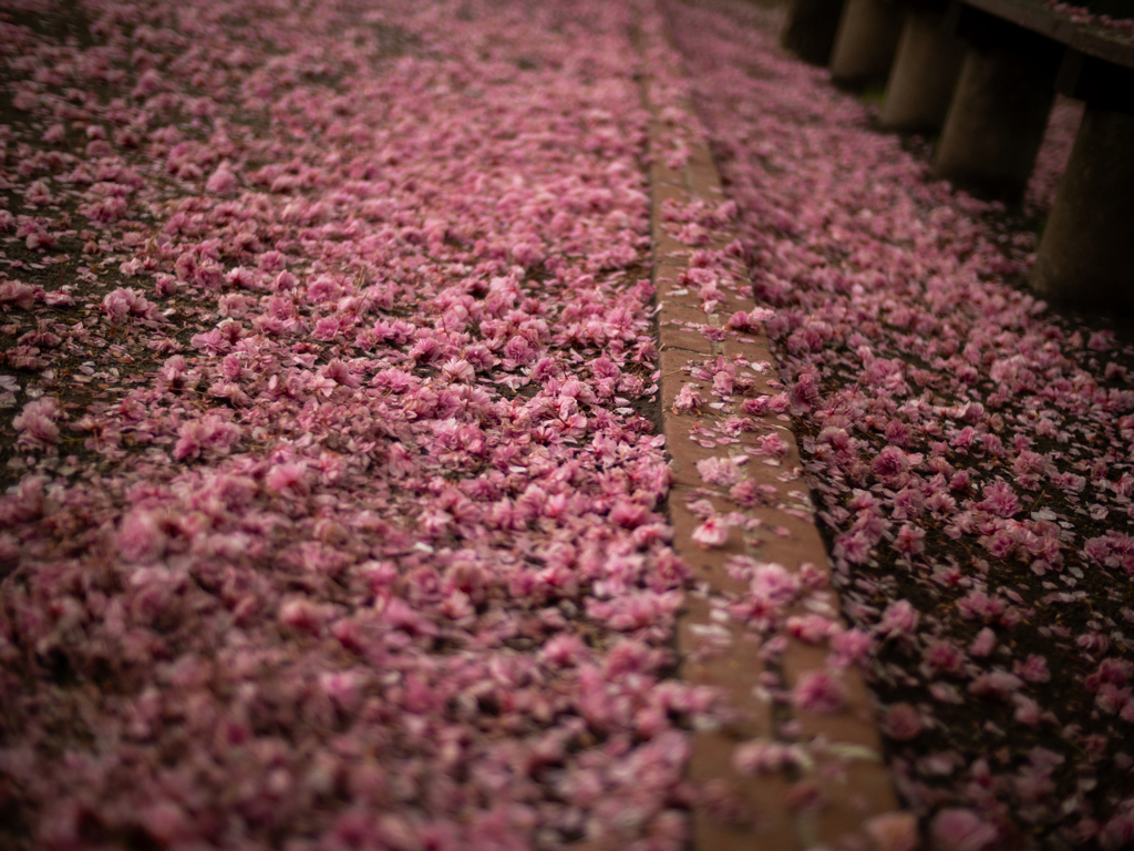 湿った桜