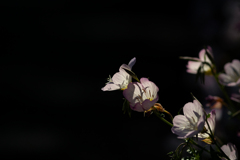 この花が月見草だと今日知った