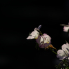 この花が月見草だと今日知った