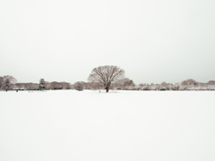 この木なんの木気になる雪と木2026