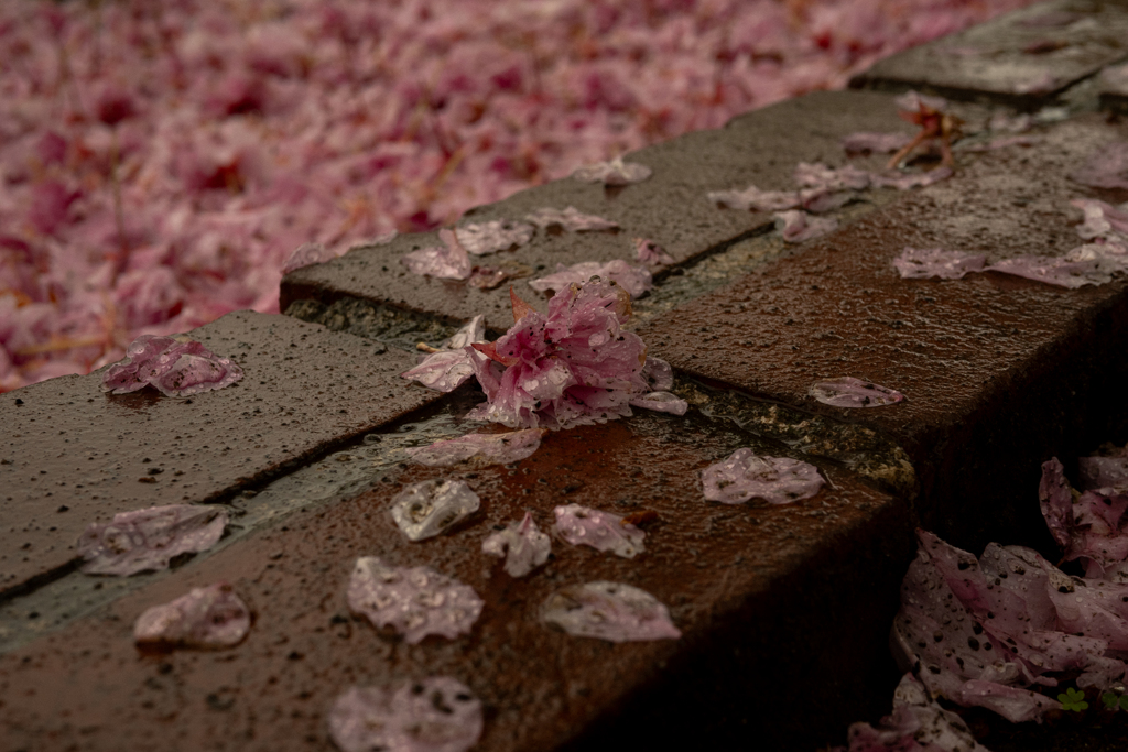 泥と花びら