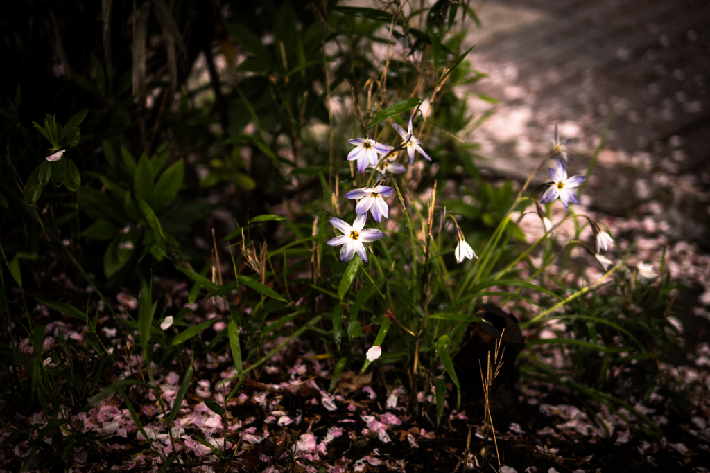 星花