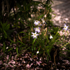 星花