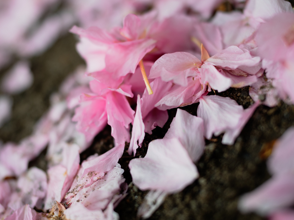 桜色